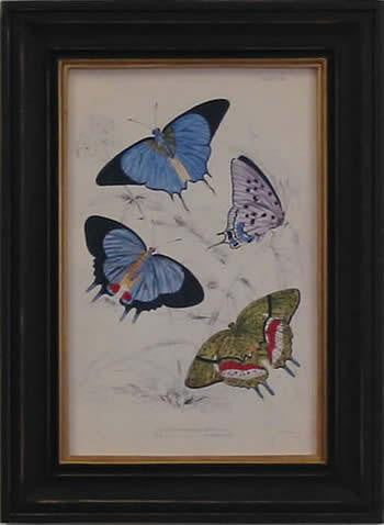 Blue Green Butterfly Art Print - The National Memo