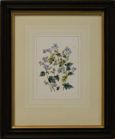 Vintage English Botanical Study Blue V Art Print - The National Memo