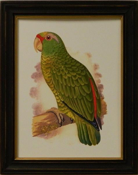 Antique Parrots II Art Print - The National Memo