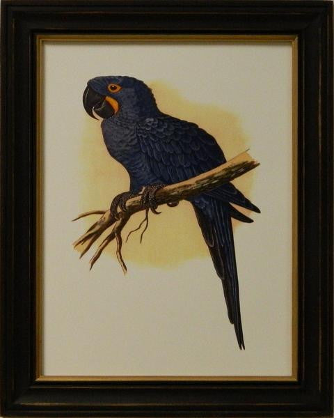 Antique Parrots IV Art Print - The National Memo
